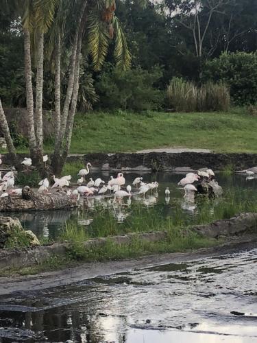 6ALd1RUTThmIxII%icNDNA