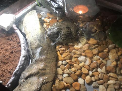 yc73ctZ+SG+bWqNW7z90cA